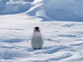 Cluiche Cannibal Penguin