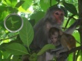 Cluiche Hidden Animals: Baby Monkeys