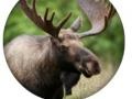 Cluiche Animal Quiz 