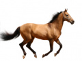 Cluiche Create Your Own Horse