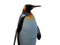 Cluiche Penguin Painting: Coloring For Kids