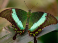 Cluiche 100 Pics Quiz Online