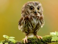 Cluiche Animal Hidden Stars