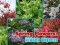 Cluiche Spring Flowers: Hidden Objects