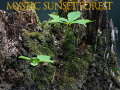 Cluiche Mystic sunset forest