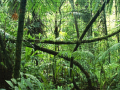 Cluiche Jigsaw puzzle: Rainforest
