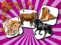 Cluiche Domestic Animal Memory Challenge