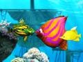 Cluiche Big Fish Eat Small Fish