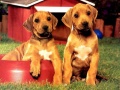 Cluiche Puppy Pairs Puzzle