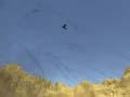 Cluiche Toucan Shooter