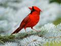 Cluiche Birds Puzzle