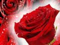 Cluiche Red Roses