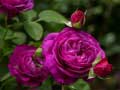 Cluiche Purple Roses