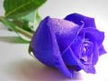 Cluiche Blue Roses