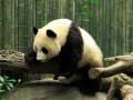 Cluiche Pandas Puzzle