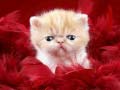 Cluiche Funny Kitty