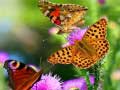 Cluiche Butterfly Slide