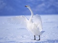 Cluiche Graceful Swans