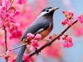 Cluiche Lovable Birds