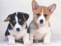 Cluiche Cute Puppies Puzzle
