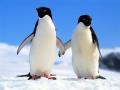 Cluiche Penguin Puzzle