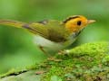 Cluiche Birds Slide