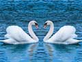 Cluiche Swans Slide