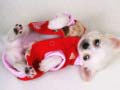 Cluiche Lovely Puppy Slide