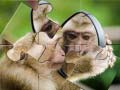 Cluiche Chimpanzee Jigsaw