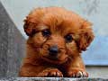 Cluiche Puppy Puzzle