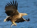 Cluiche Flying Birds Slide