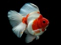 Cluiche Gold Fish Jigsaw Puzzle