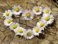 Cluiche Daisy Heart Jigsaw