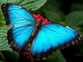 Cluiche Nature Jigsaw Puzzle Butterfly