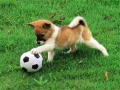 Cluiche Playful Puppy Outdoor Puzzle