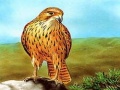 Cluiche Birds of Prey Slide