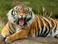 Cluiche Animals Jigsaw Puzzle Tiger
