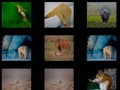 Cluiche Animal Memory