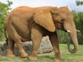 Cluiche Animals Jigsaw Puzzle - Elephants