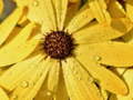 Cluiche Flower Petals Raindrop Jigsaw
