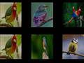 Cluiche Memorize the birds