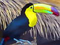 Cluiche Toucan Bird Jigsaw