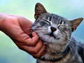 Cluiche Tickling Cat