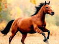 Cluiche Horse Slide
