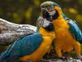 Cluiche Parrot Jigsaw