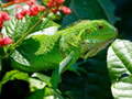 Cluiche Wild Iguana