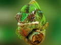 Cluiche Chameleon Jigsaw
