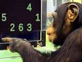 Cluiche Memory Chimp