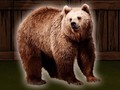Cluiche Save The Grizzly Bear