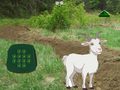 Cluiche Goat Find The Child